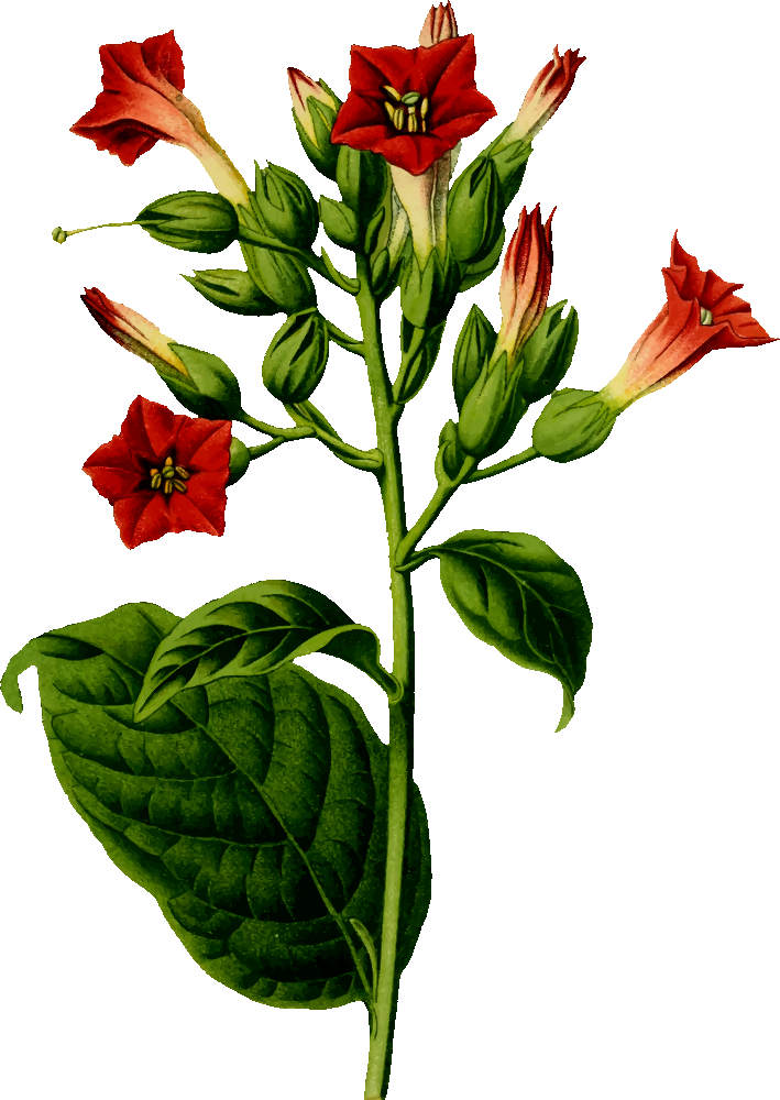 OnlineLabels Clip Art - Tobacco Plant